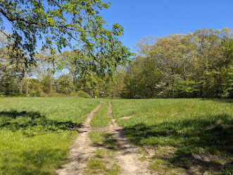 Inman Hill woodland view, May 2020.